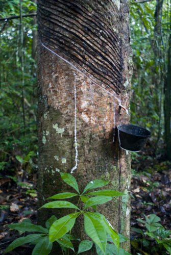 arbre-hevea-amazonia