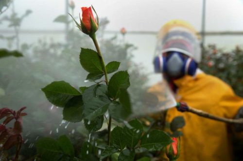 rose-pesticide-homme-masque